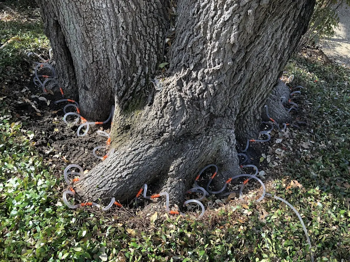 Detailed Tree Cabling and Bracing job site in Rossville