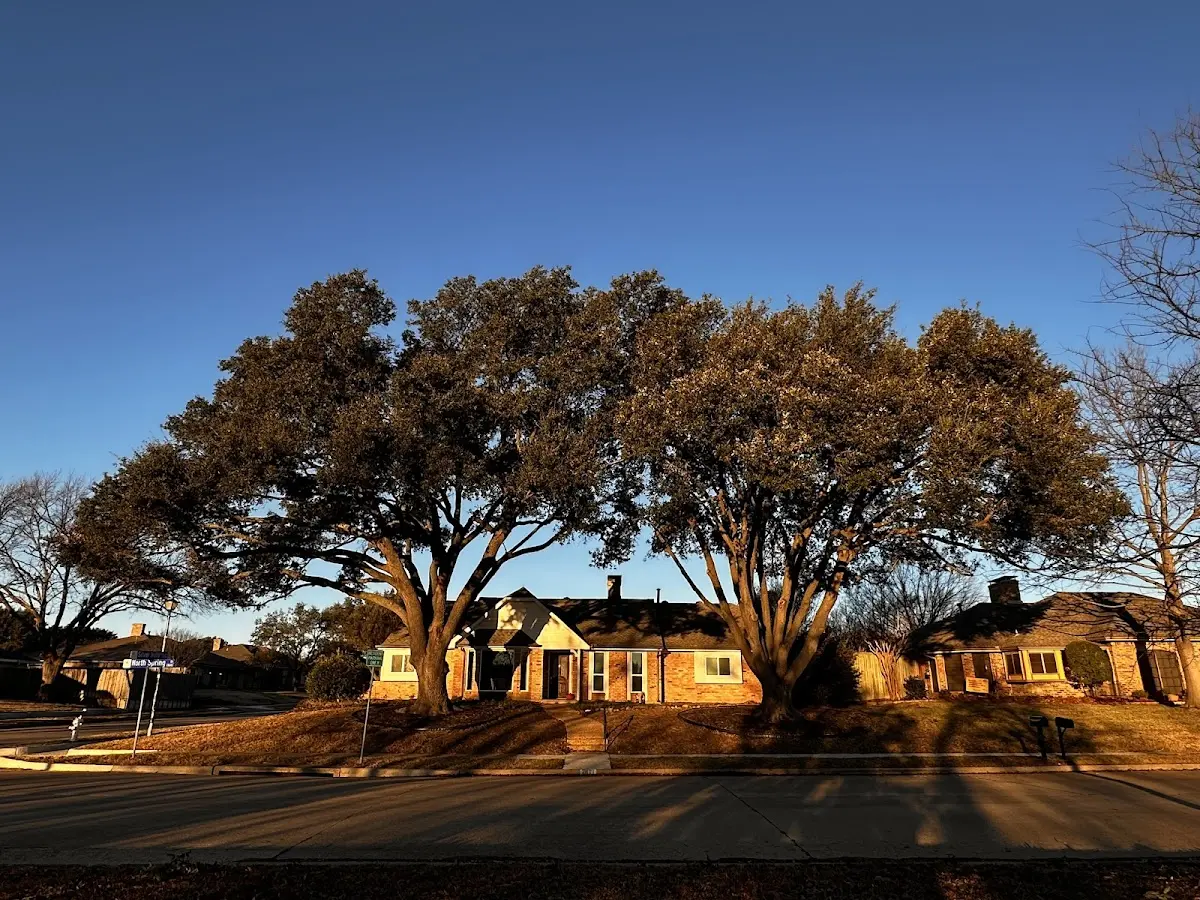 Established residential canopy tree shading a home in Rossville